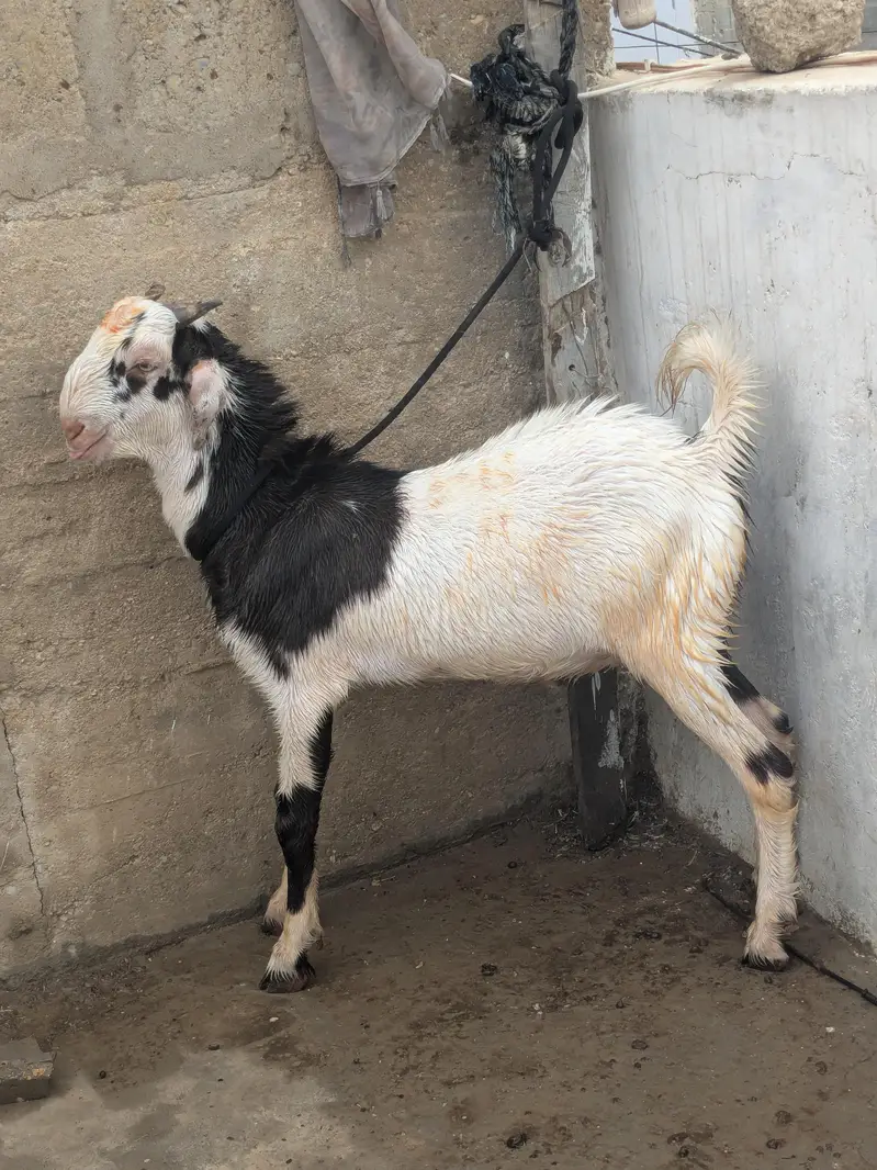 Tapra bakra — photo 3