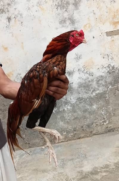 Aseel breeder Male