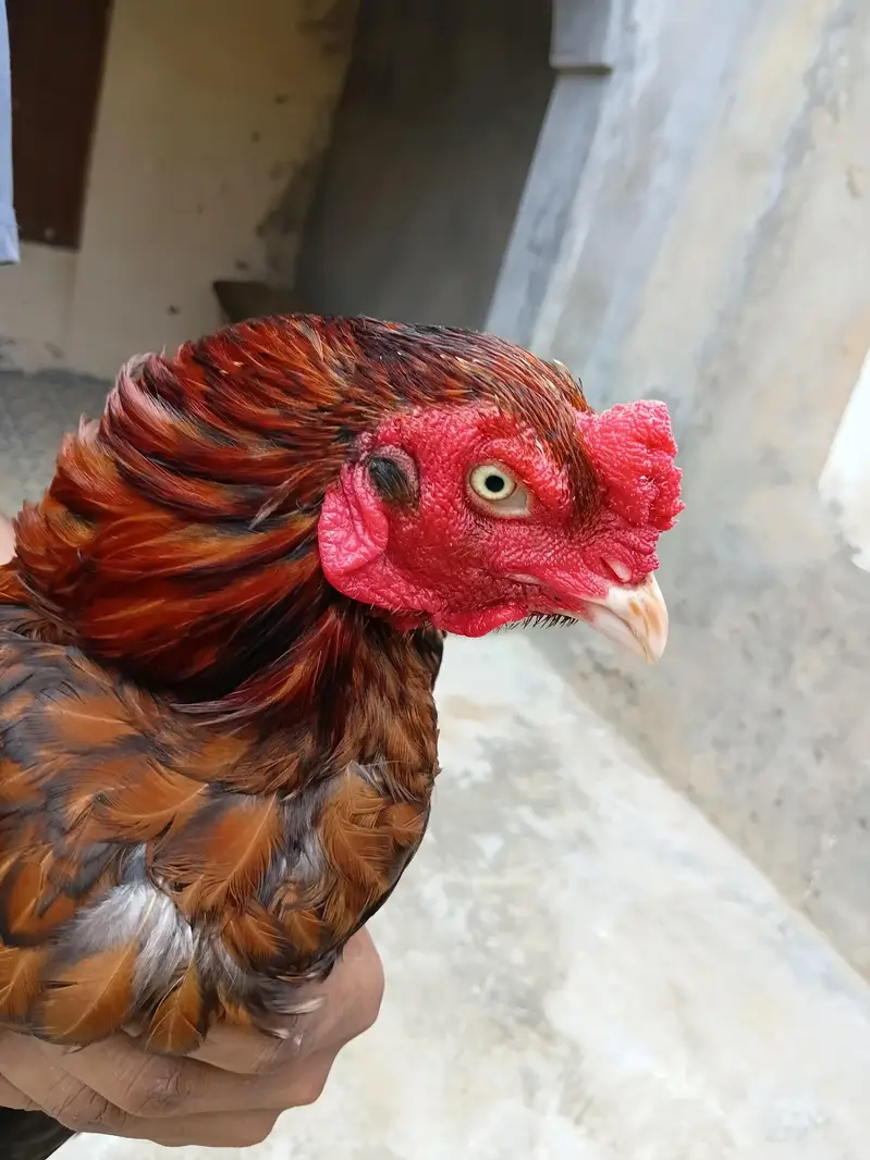 Aseel breeder Male — photo 2