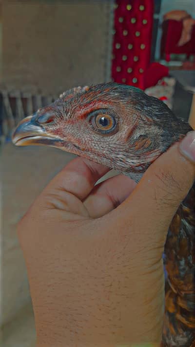 Aseel thai pakoi breed +coco shamo
