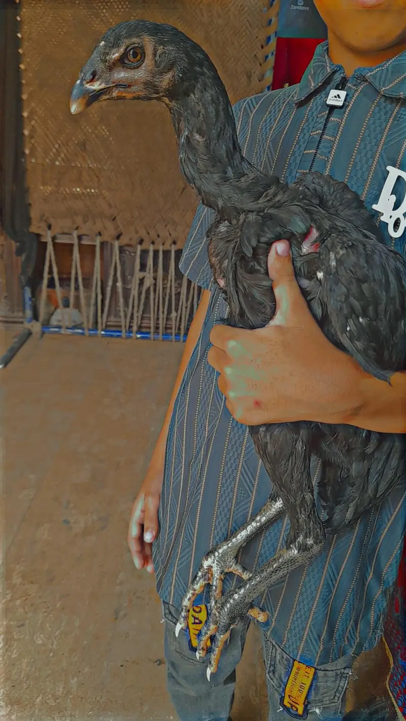 Aseel thai pakoi breed +coco shamo — photo 3