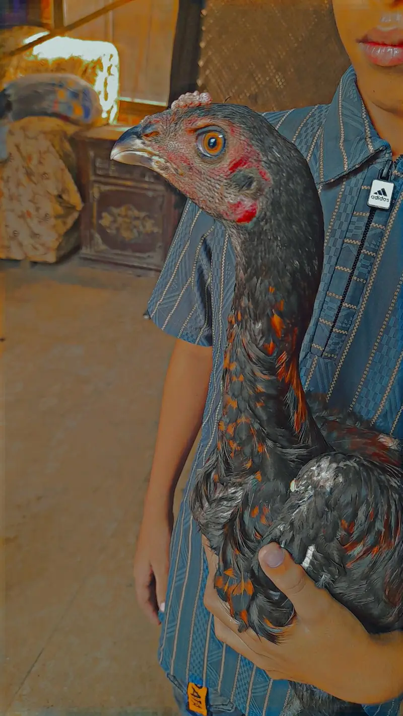 Aseel thai pakoi breed +coco shamo — photo 5