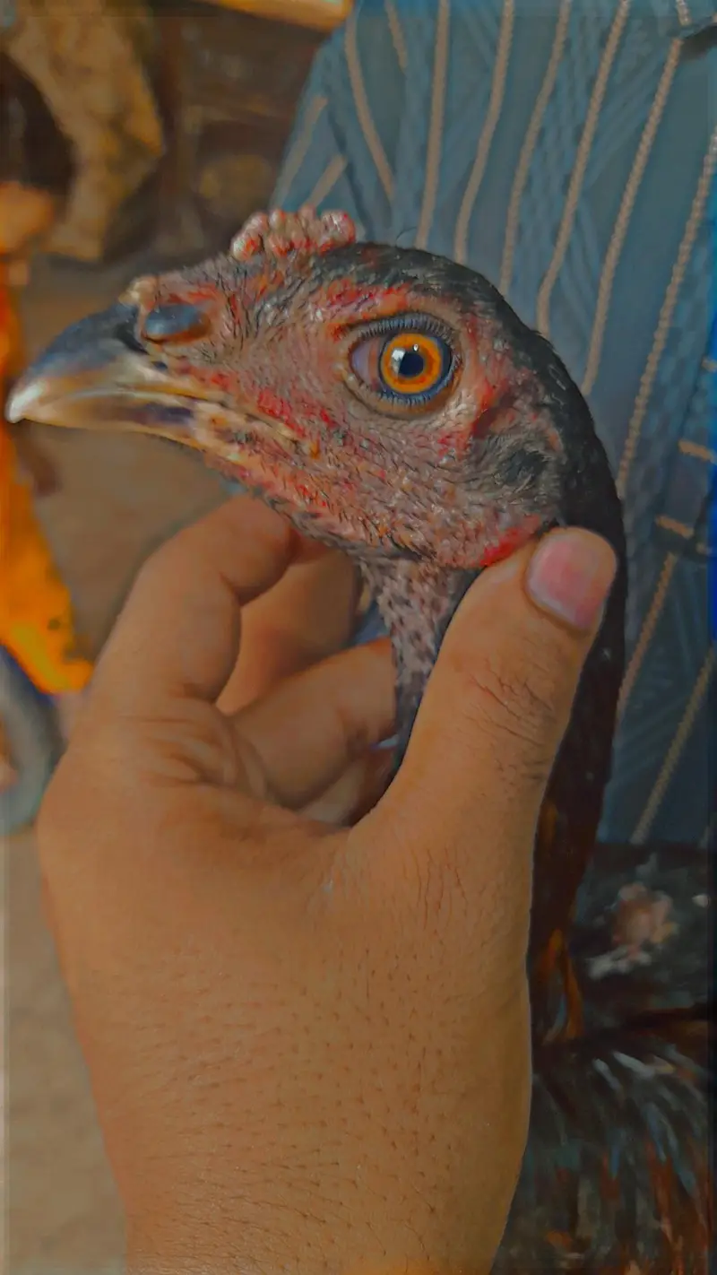 Aseel thai pakoi breed +coco shamo — photo 7