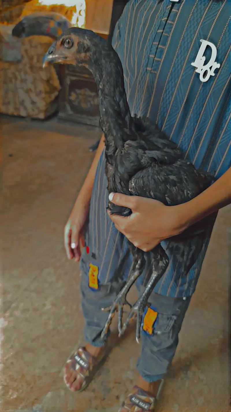 Aseel thai pakoi breed +coco shamo — photo 9