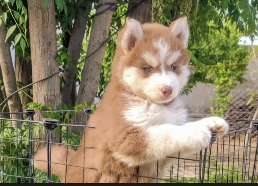 Siberian husky puppies 0313*9363*417 — photo 2