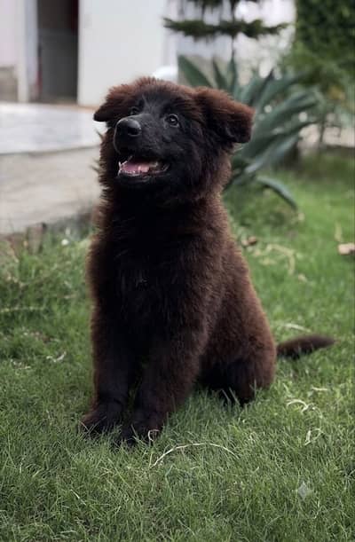 Black Shepherd Pups | long coat Shepherd Puppies | GSD Pups For Sale