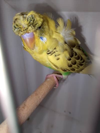 MAASHAALLAH  RECESSIVE PIED HOGOROMO MALE LOOKING FOR NEW HOME