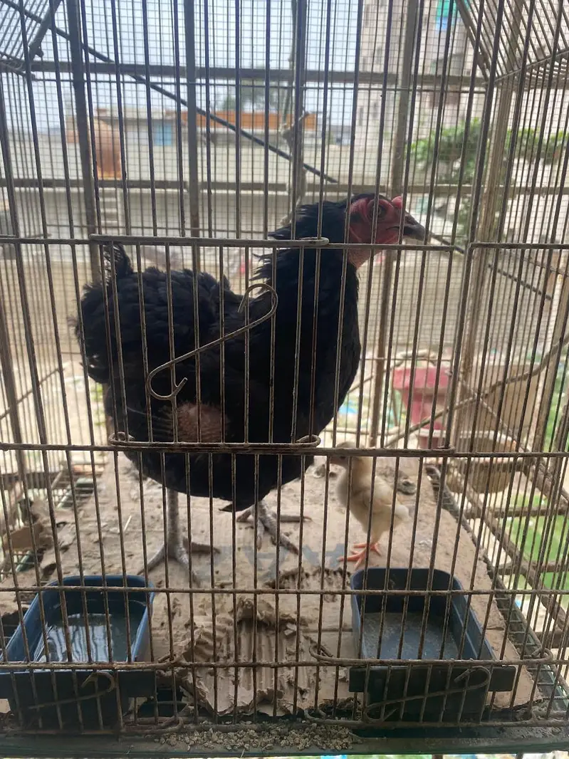murgi 1 bachy ke sath — photo 3