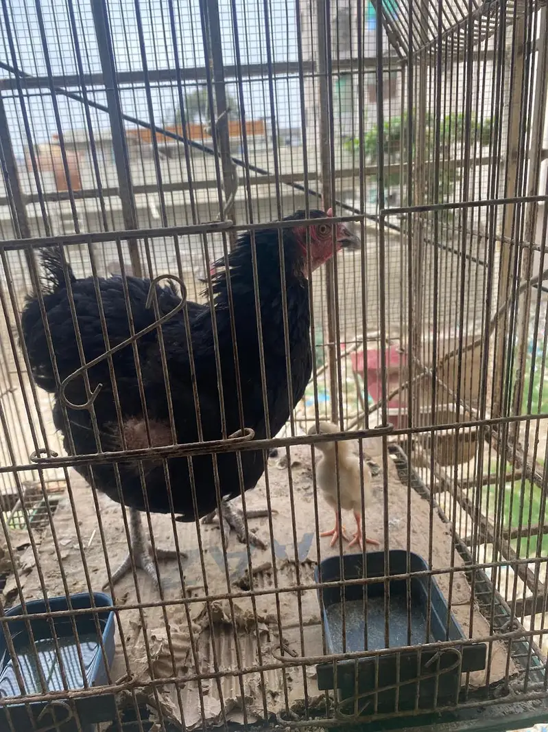 murgi 1 bachy ke sath — photo 4