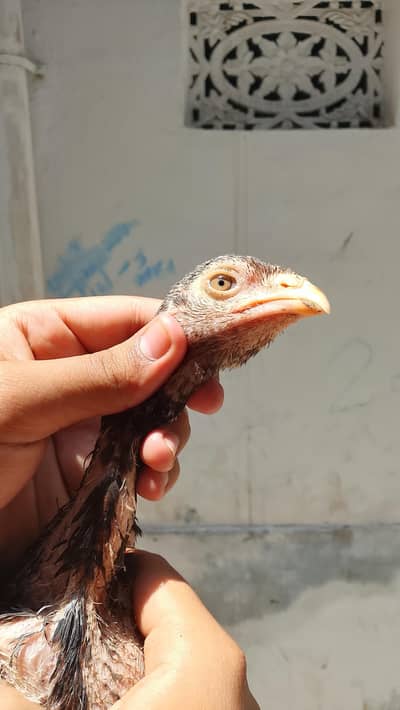 O shamo male chick