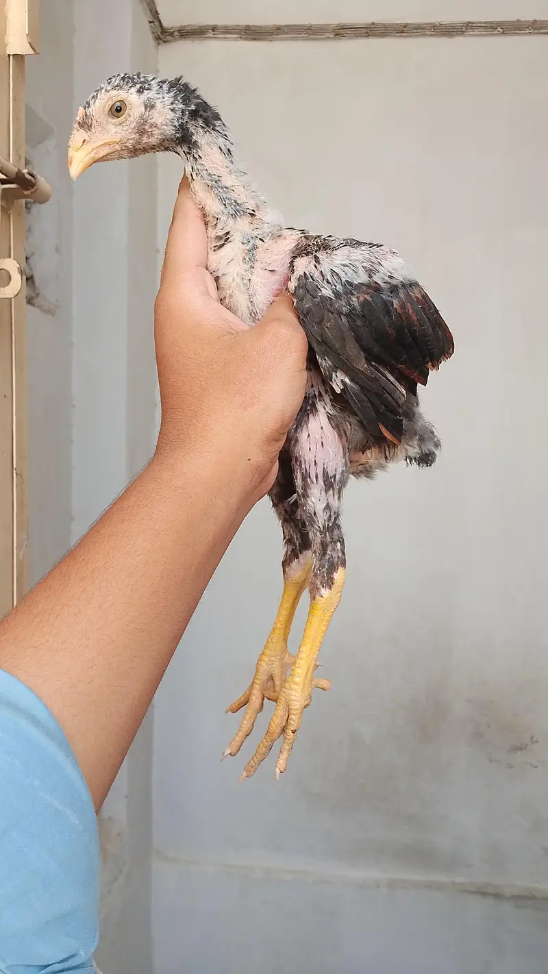 O shamo male chick — photo 2