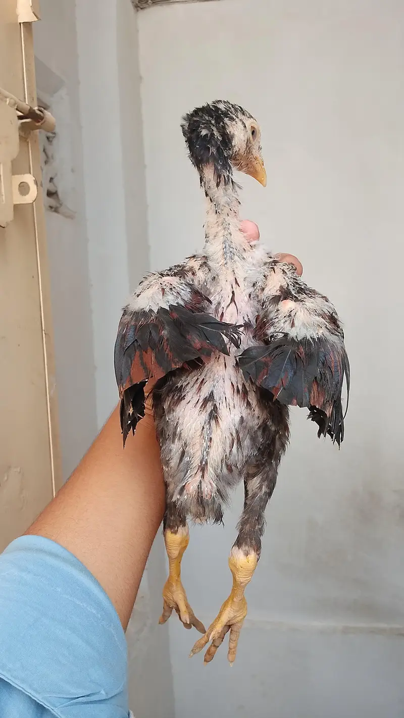 O shamo male chick — photo 3