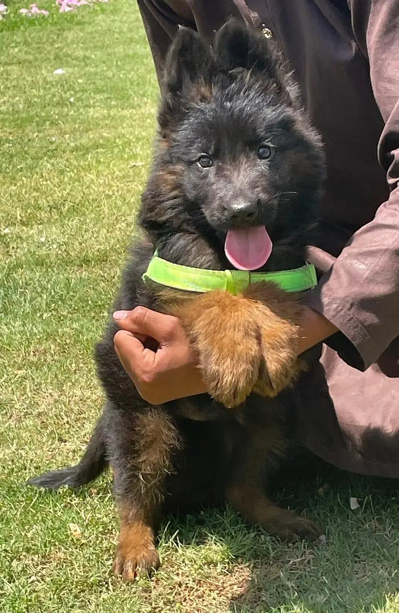 german shepherd dog puppy — photo 2