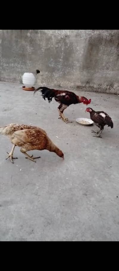 Aseel + Lohman brown healthy active hens for sale