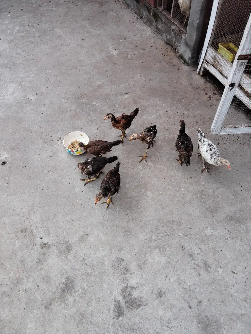 Aseel + Lohman brown healthy active hens for sale — photo 3