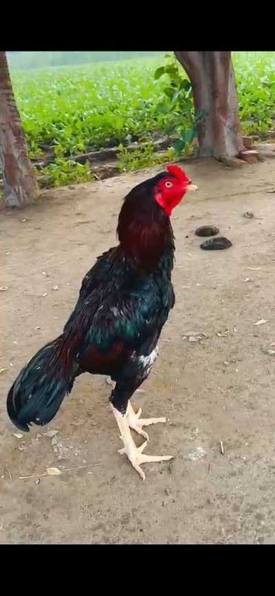 Aseel murgy available