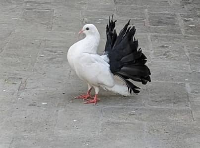Breeder female English Fantail/ Black Tail Fantail Pigeon