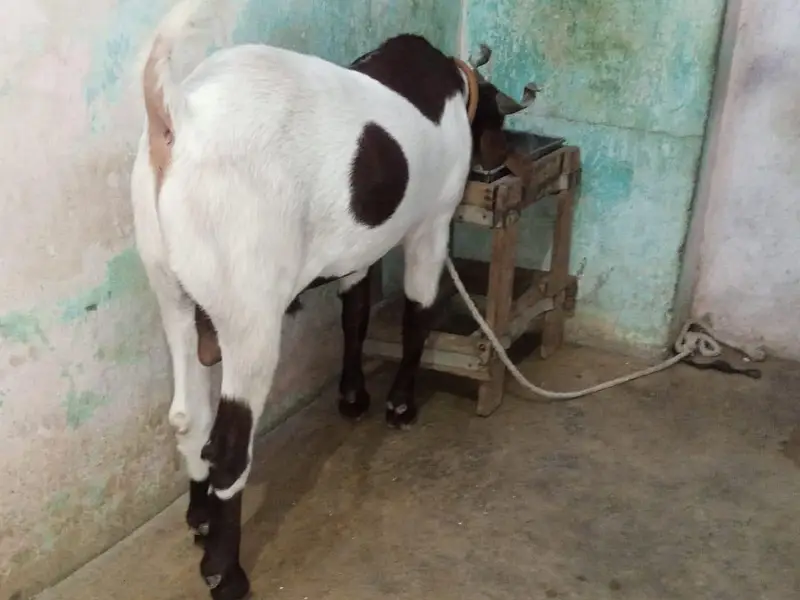 pure gulabi Desi Bakra 0309-29-46-894 — photo 2