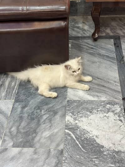 Persian cat