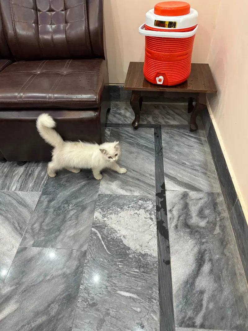 Persian cat — photo 2