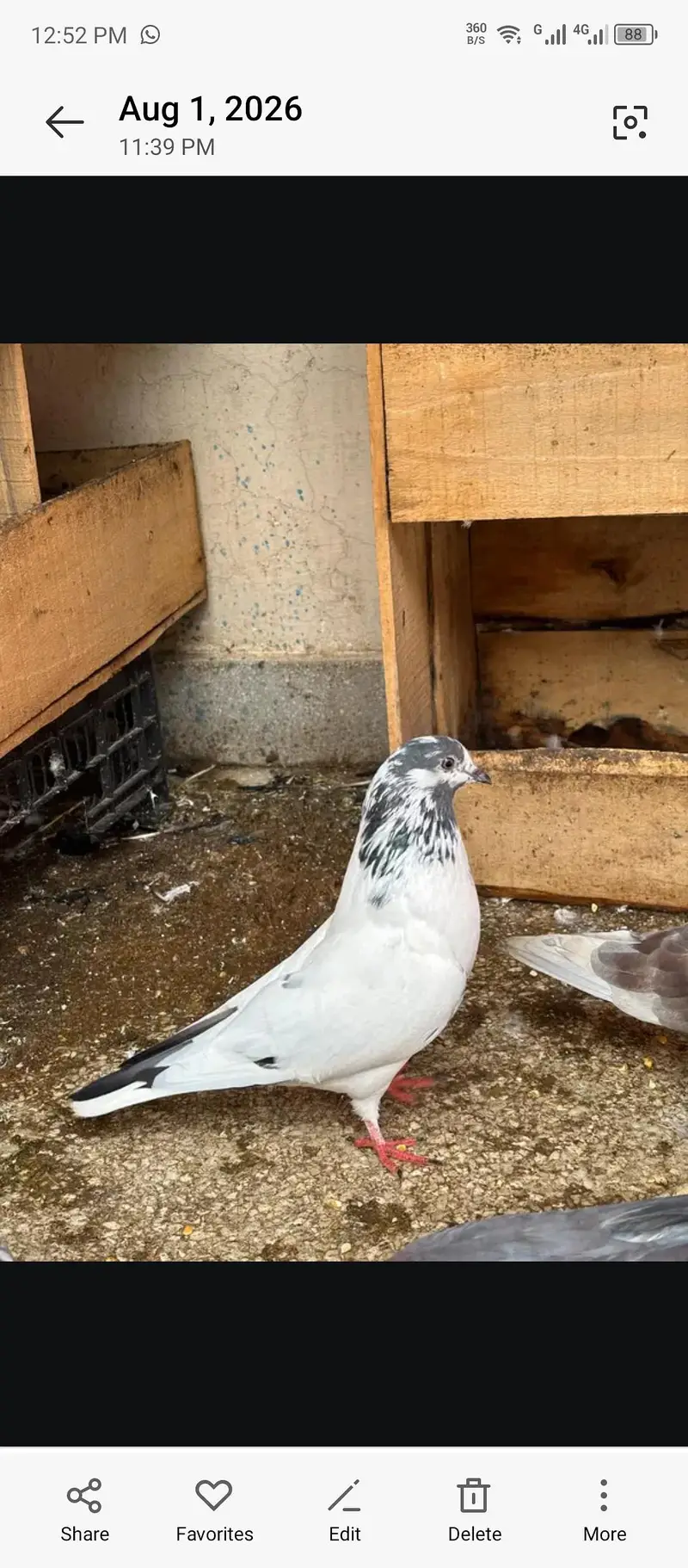 Pure betra pair for sale  100% granted — photo 3