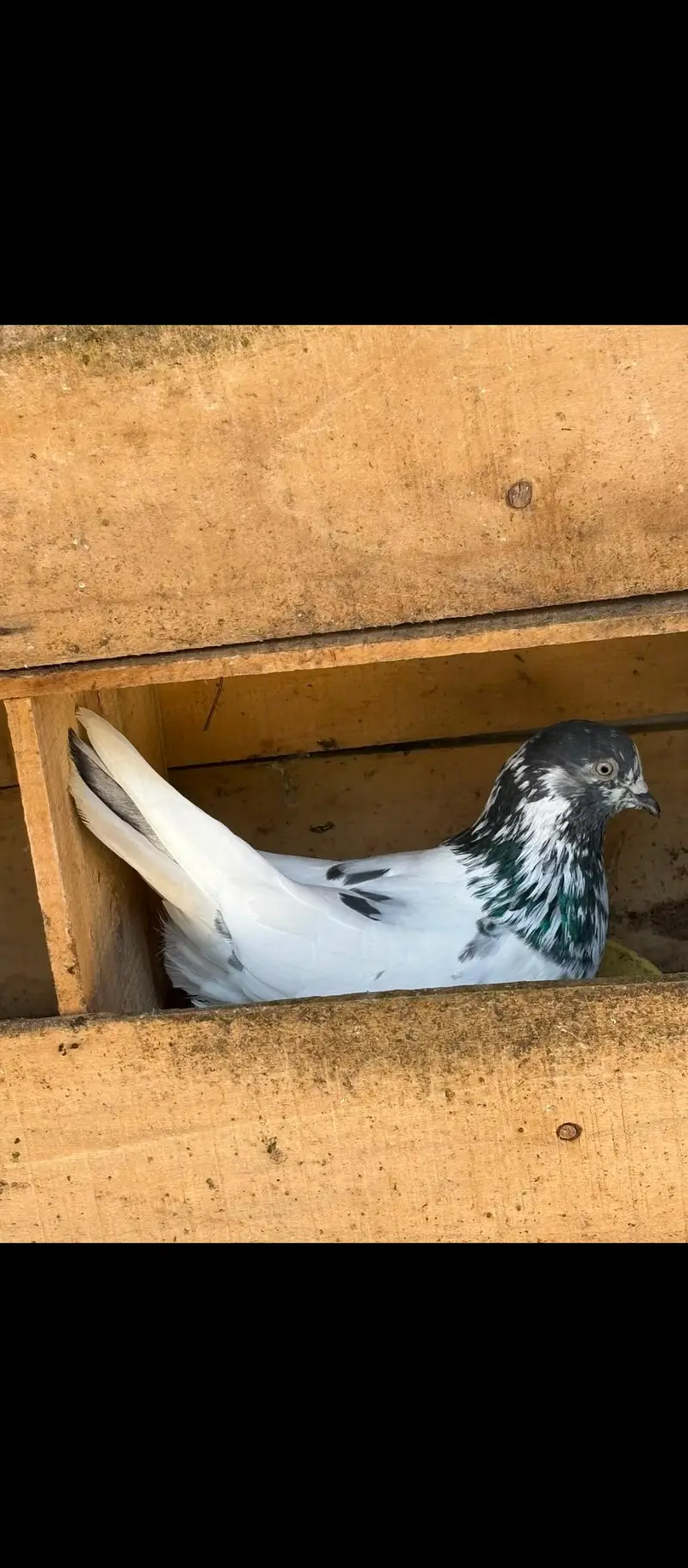 Pure betra pair for sale  100% granted — photo 4