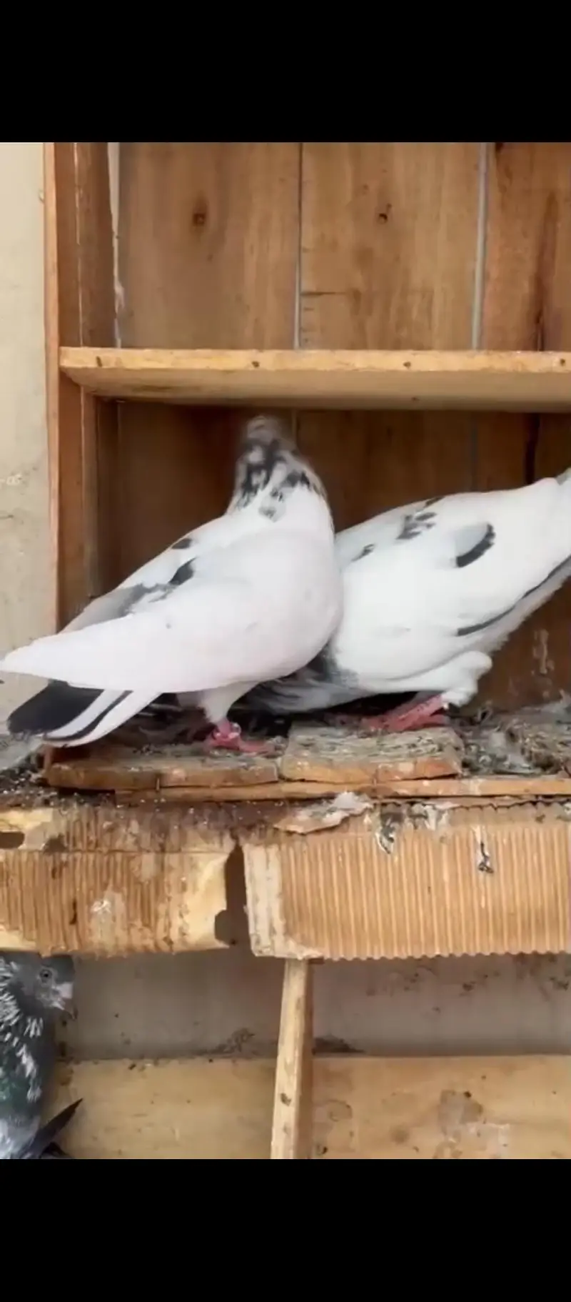 Pure betra pair for sale  100% granted — photo 8