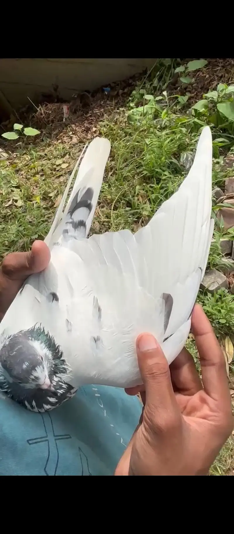 Pure betra pair for sale  100% granted — photo 10