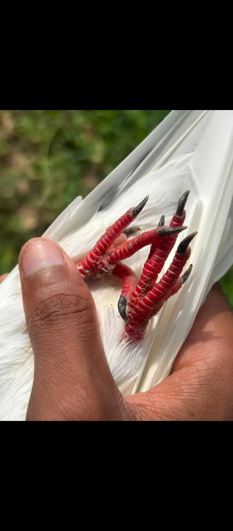 Pure betra pair for sale  100% granted — photo 11
