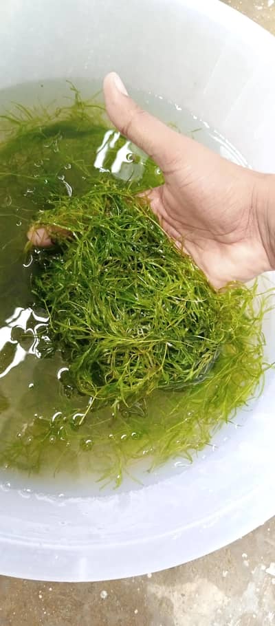 Guppy Grass available in quantity