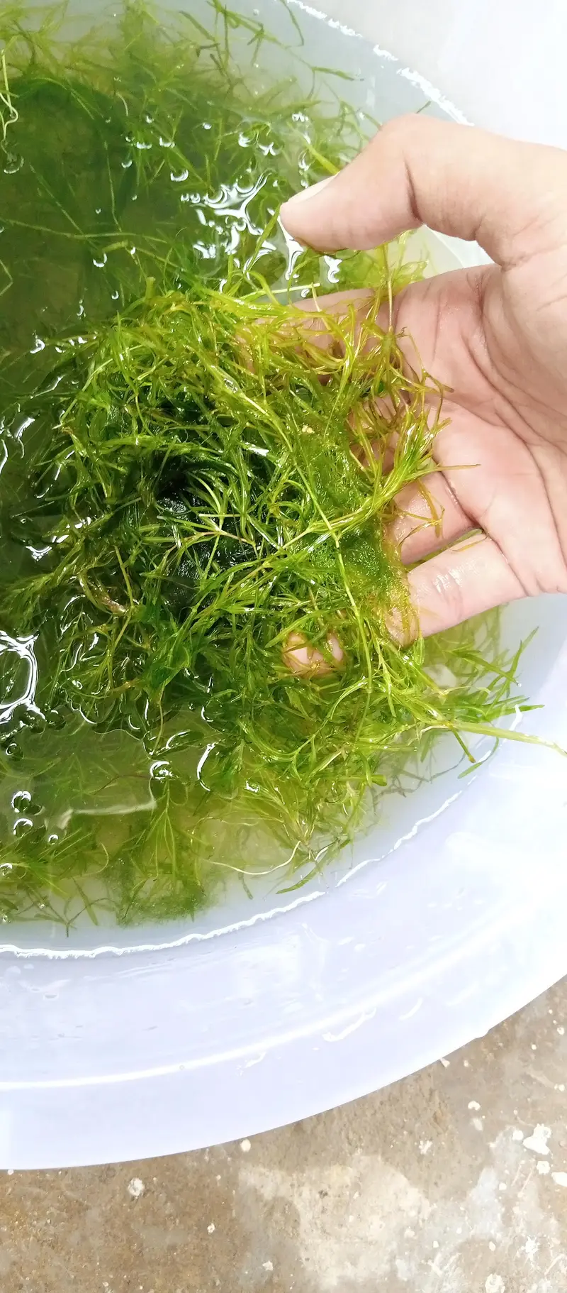 Guppy Grass available in quantity — photo 2