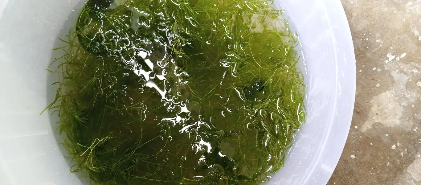 Guppy Grass available in quantity — photo 3