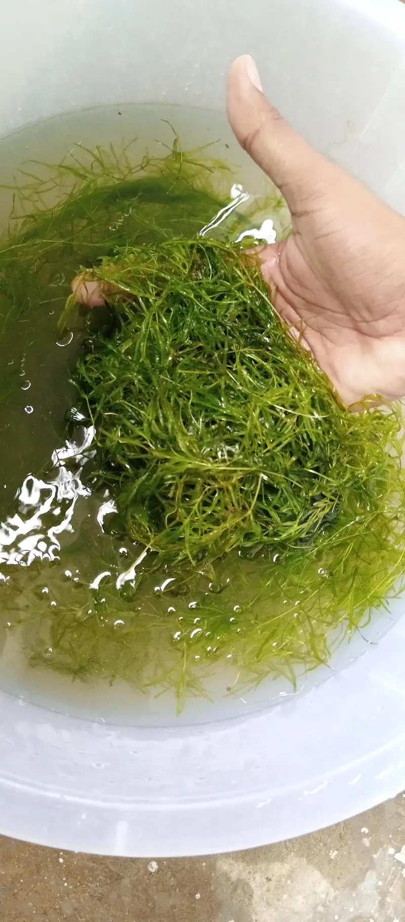 Guppy Grass available in quantity — photo 4