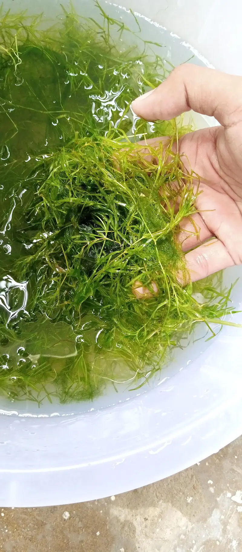 Guppy Grass available in quantity — photo 5