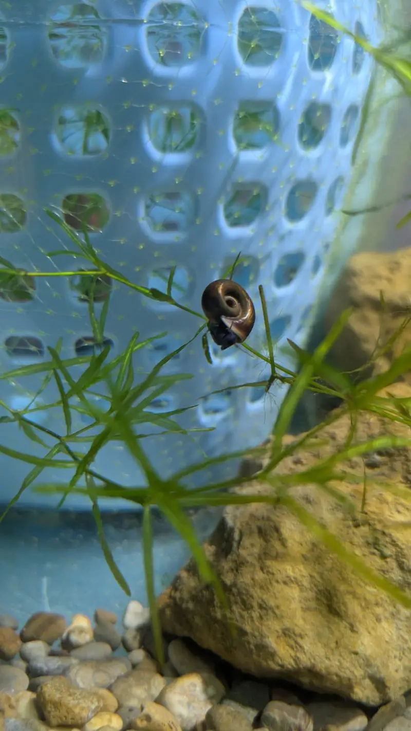 Guppy Grass available in quantity — photo 6