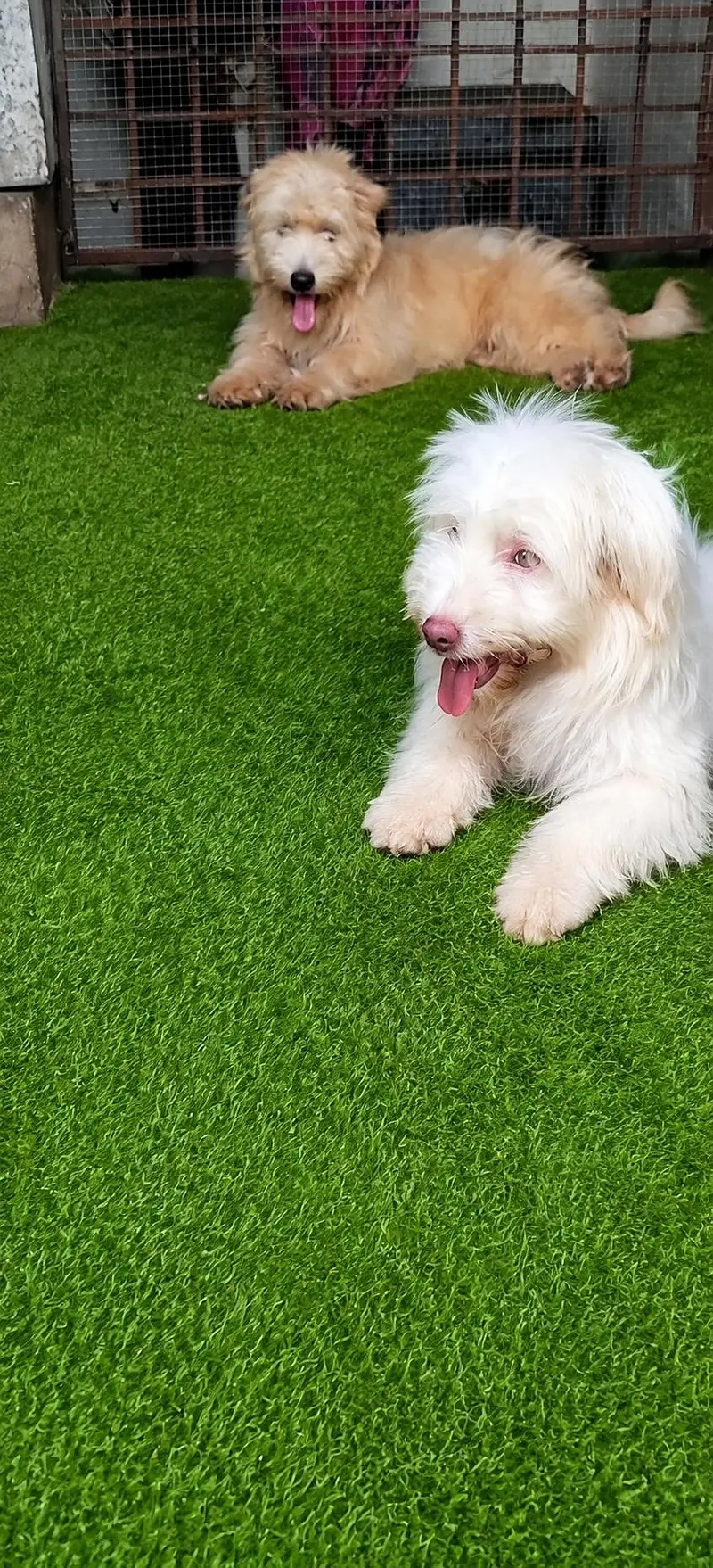Amrican poodle — photo 2