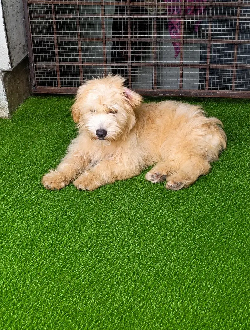 Amrican poodle — photo 3