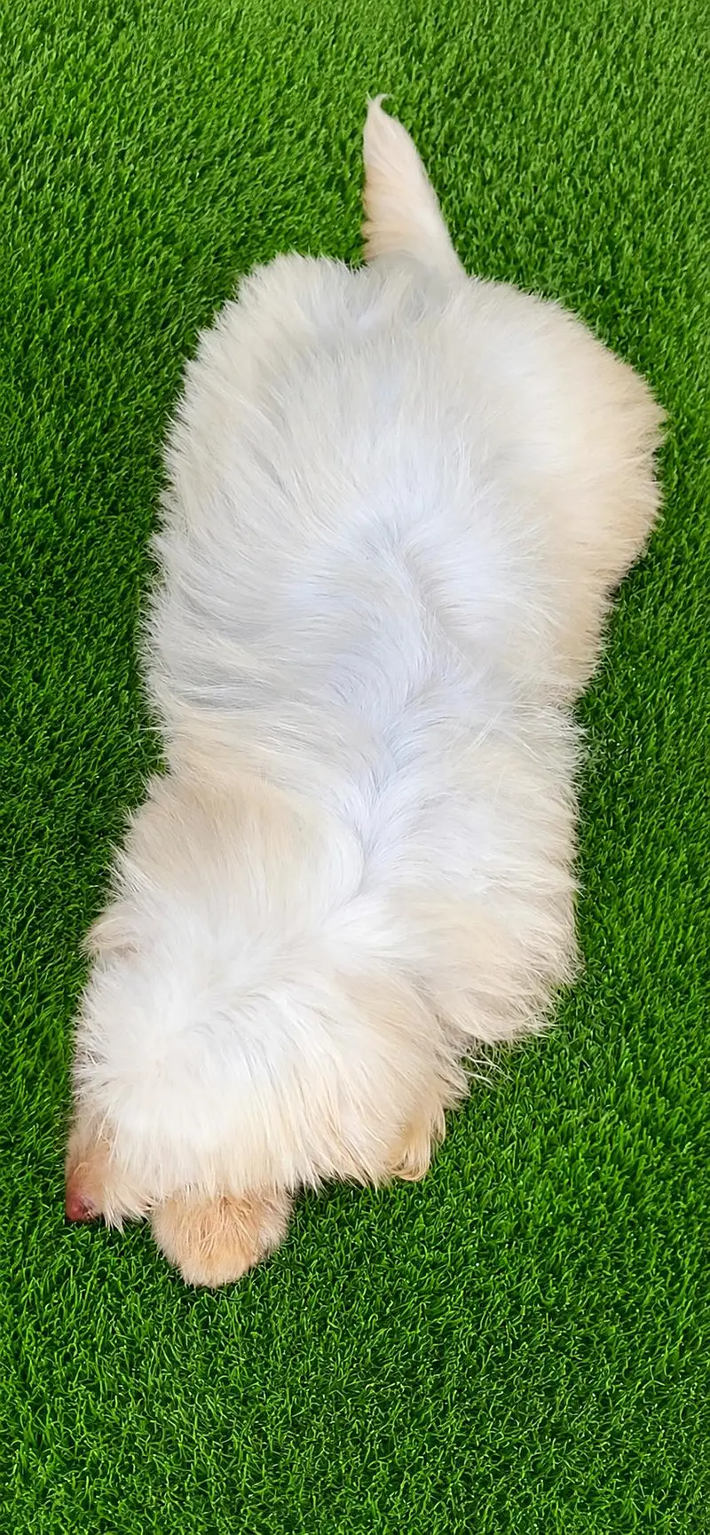 Amrican poodle — photo 4
