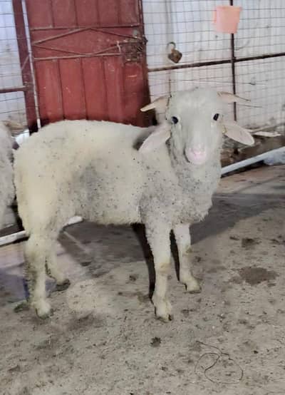 longtail Merino Male