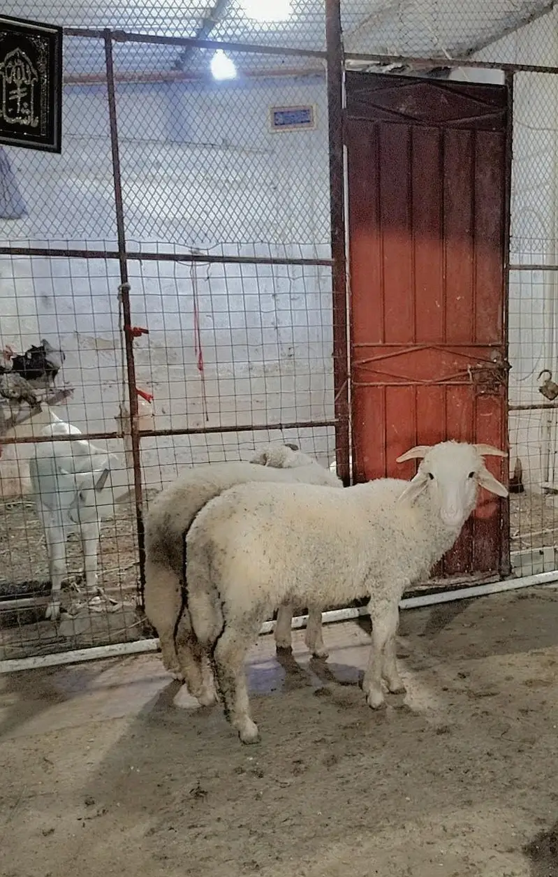 longtail Merino Male — photo 2
