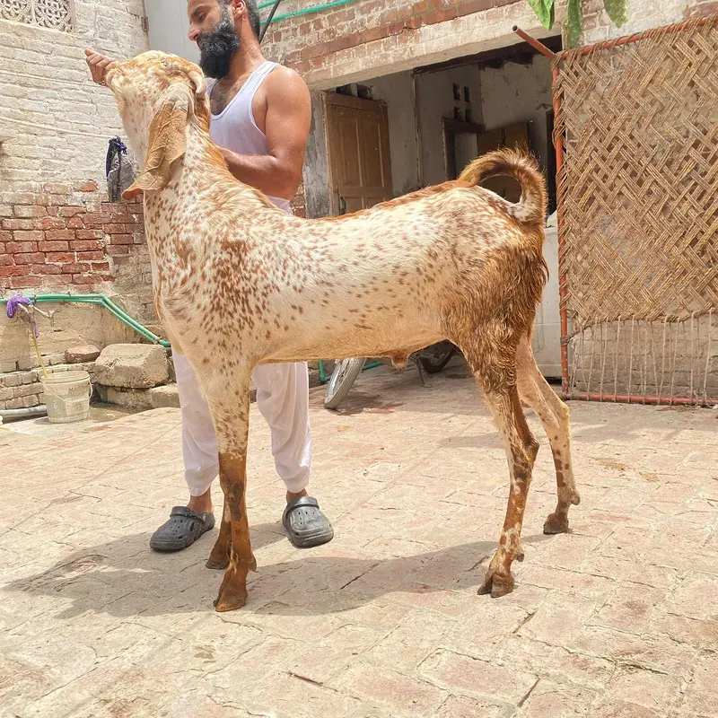 Maki cheena BREEDER fresh 2 dant 41 hight — photo 4