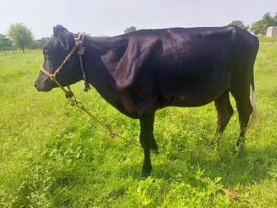 jersey cross waleti bachri for sale