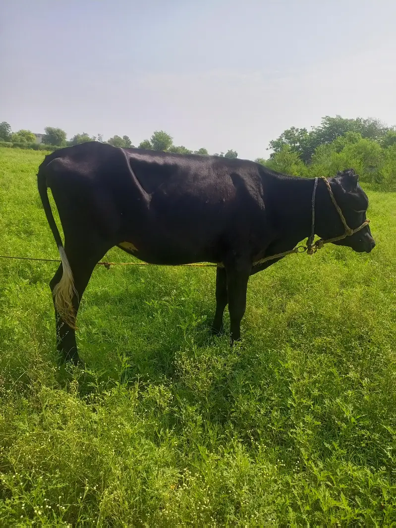 jersey cross waleti bachri for sale — photo 2
