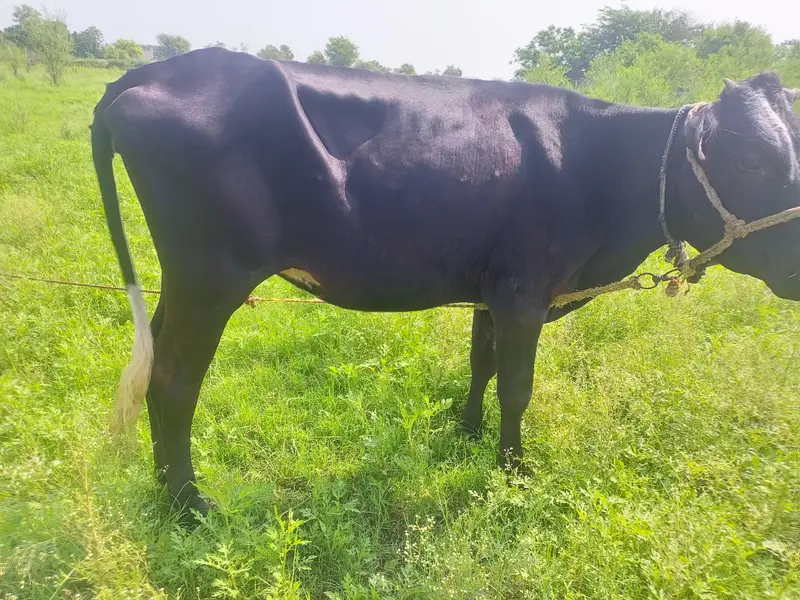 jersey cross waleti bachri for sale — photo 3