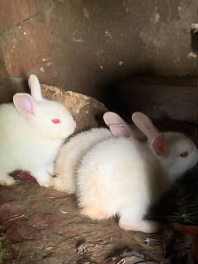 baby rebit for sale