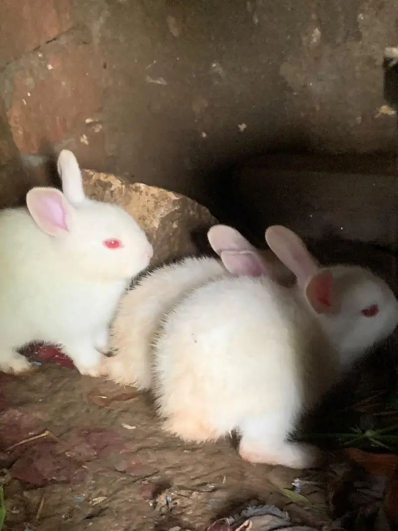 baby rebit for sale