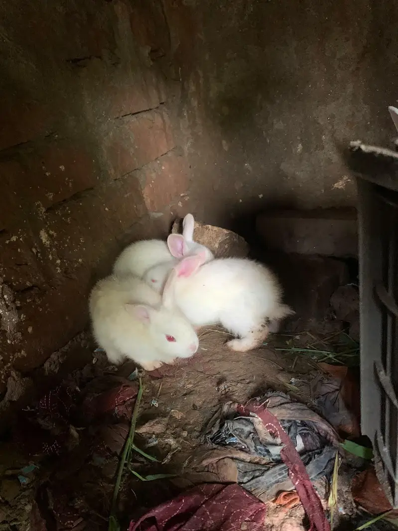 baby rebit for sale — photo 2