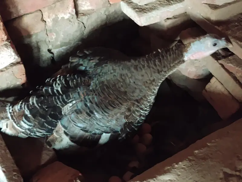 1 Male 3 females eggs laying — photo 3