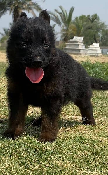 German shepherd long cout mail 2 mahant for sale active healthy