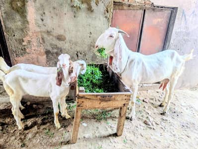 Hiram puri  Bakri 2 Bachon Ke Sath - Doodh Wali, Healthy - Warburton